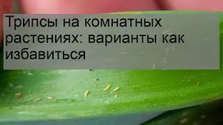 Трипсы на комнатных растениях: варианты как избавиться