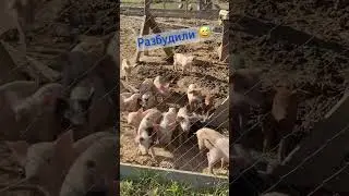 Детский сад ))#животные #тикток #pig #piggy #мясо #рецепт #baby #nice