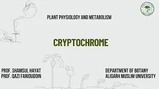 Cryptochrome