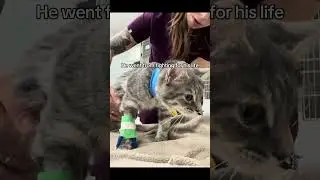 Leo beat FIP #FIP #felineinfectiousperitonitis #Vetmed #Vet
