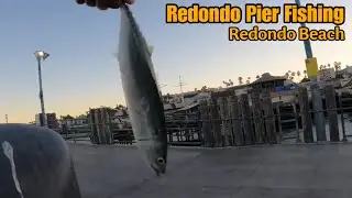 Mackarel Fishing @redondo Beach Pier 🎣🎣🎣 #pierfishing #catchncook 