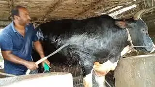 রাখাল এগ্রোর গরুর গোসলের ভিডিও