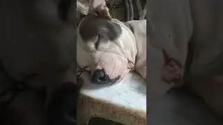dancing Dog