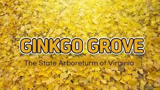 GINKGO GROVE The State Arboreturm of Virginia