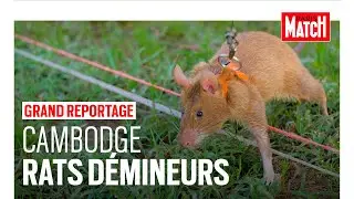 Démineurs au Cambodge : les rats en première ligne