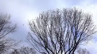 Deafening Hoard of Grackles in yard, Baltimore Co., MD Nov 22, 2025