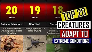 Top 20 Creatures That Adapted To Extreme Conditions In Desert