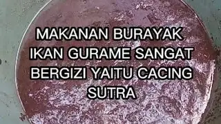 PAKAN UTAMA LARVA IKAN GURAME DAN CARA MEMBERIKAN PAKAN LARVA#budidayaikan