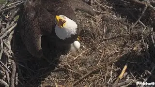 SWFL EAGLE CAM 2025.12.20 🦅An eagle soars above the nest tree, and F23 issues a warning.