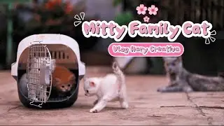 Mitty Kucing Persian || 3 anak kucing persia