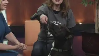 Bark Week: Meet German Shepherd mix 'Duke' who is ready for adoption
