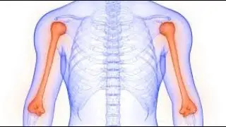 Cpt code for Closed treatment of humeral fracture manipulation - simplify medical coding