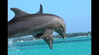 Dolphins Rescue Surfer From a Great White Shark Attack