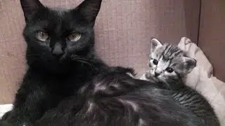 In Praise Of Kitty Cate