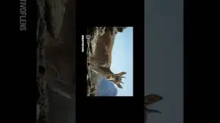 Goat #tutorial #video #photography #photoshop #viralvideo #goat #shortvideo #nature #shorts #short