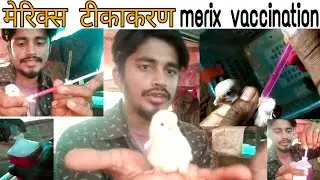 merixs vaccine in chicks | मेरिक्स टीकाकरण | Azmath pasha
