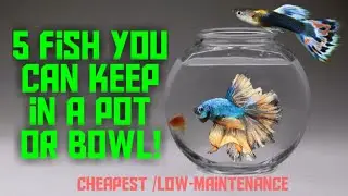5 Cheapest Bowl Fish with low Maintenance!