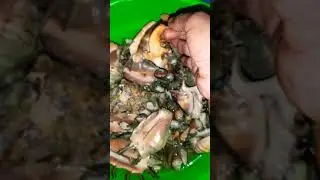 LEZAT !!! ISI KERANG LAMBIS LAMBIS || SPIDER CONCH