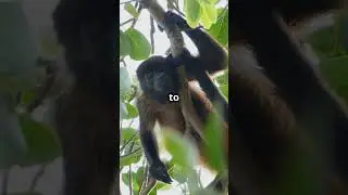 5 Amazing Facts About the Red Howler Monkeys 2024 10 15