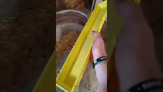 DIY baby chicken pin build