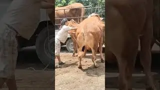 Cow mating season for growth #cow #animals #farm