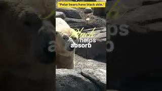 Polar Bears Have Black Skin 😲 | The Truth Behind Their White Fur