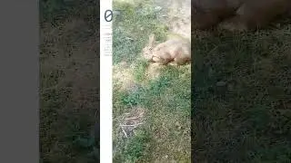 active rabbit #youtubeshorts #petbunny #cute #bunnys #farming