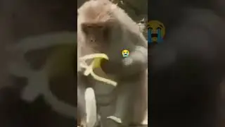 sad  monkey😭😭🤲🏻🤲🏻 (first meme of 2026)