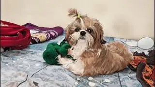 Coco, kabutar aur Mumma Papa ki behes | Life with a Shihtzu