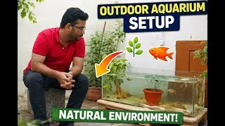 Outdoor Aquarium Setup in Natural Environment | Peaceful Fish Tank#OutdoorAquarium#NaturalAquarium
