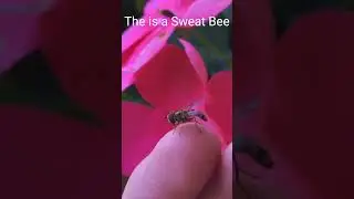 Sweat Bees are so cute #awsome #sweatbee #bee