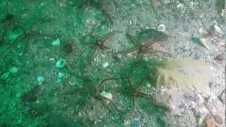 Port Erin scallops in mixed sediment habitat