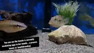 More breeding! - 'Geophagu's steindachneri
