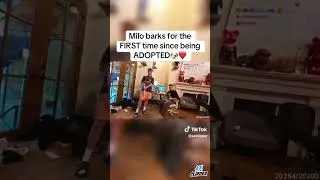 Milo bark #lacy #faze #viral #twitch