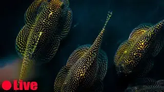New Fish - Summer Tubs and Breeding