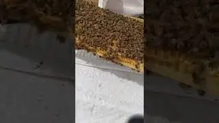 Beginner Beekeeping Help: Finding the queen bee, forcing brood break, varroa mite control.