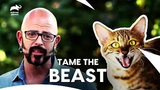 Angry Bengal Cat: This Cat Has Love & Hate Relationship with Owner | My Cat From Hell |Animal Planet