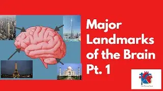 Major Landmarks of the Brain Part 1