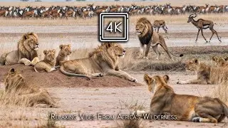 4K WILD AFRICA &ndash; Silent Light of the Savannah with Relaxing Piano