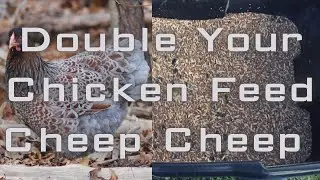 Double Chicken Feed at Fractions of Cost!! | Homemade chicken feed quick hack !