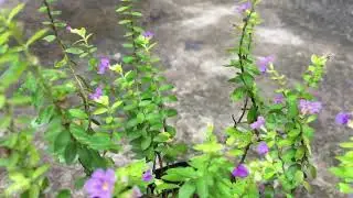 Cuphea Hyssopifolia | Beautiful Lavender Flowers | Mexican Heather | Gardening | Aesthetic Plant