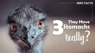 Ostrich Facts | Bird Facts | Common Ostrich