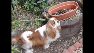 Cavalier King Charles Spaniels Hunt For Easter Eggs!
