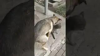 собака полюбила кота!