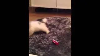 Fluffbutt