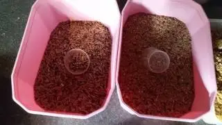 Keeping Finches - Beginner Basics - my morning feed routine