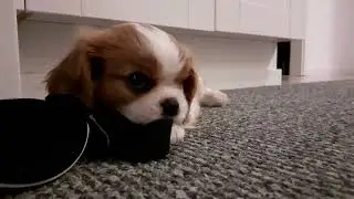 Cavalier puppy funny video ( 7 weeks old) playing and having fun 🐶 cavalier hundvalp busar 🐶