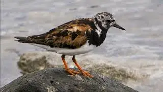 Arenaria interpres