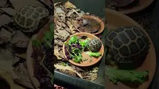 Forstens tortoises growth update # 1