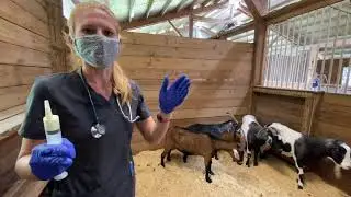 Ostertagia Parasite in goats